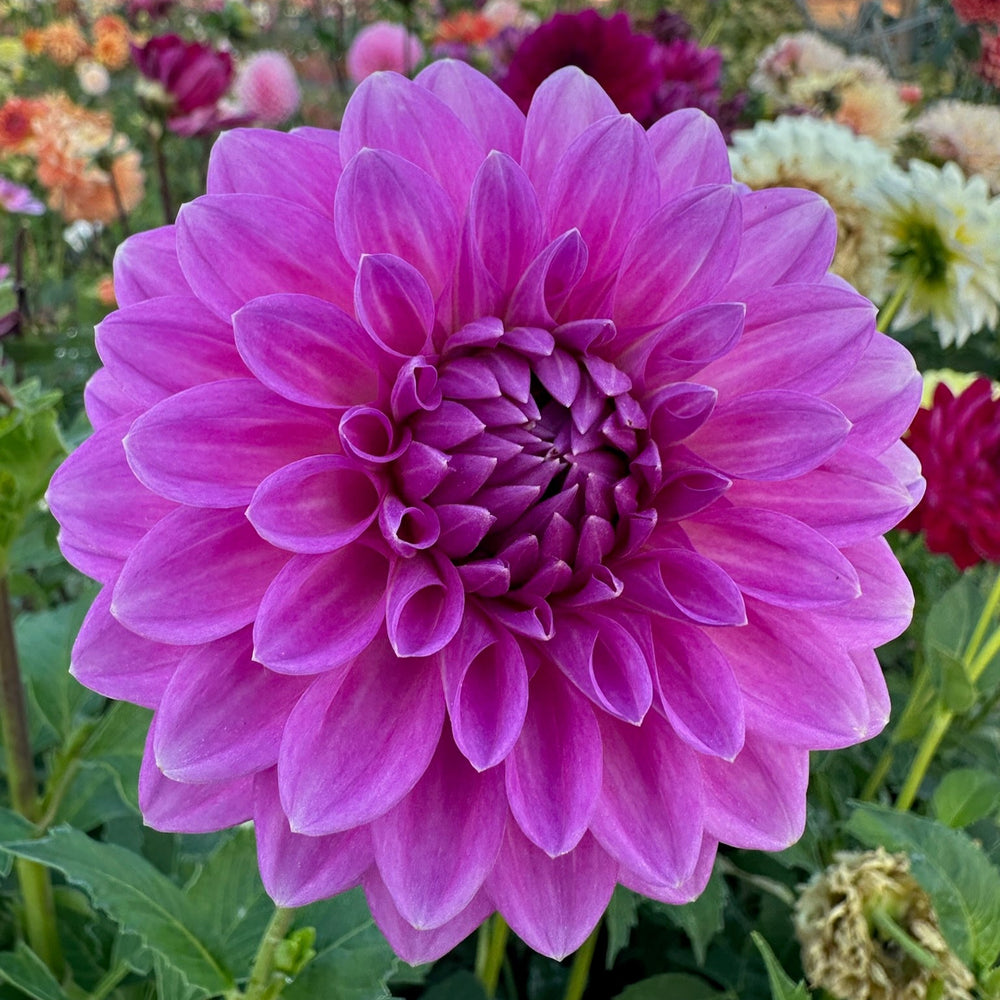 Clearview Neta Dahlia - Rooted Cutting