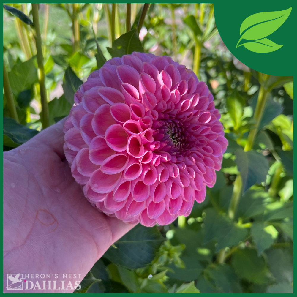 
                  
                    Clearview Peachy - POT TUBER
                  
                