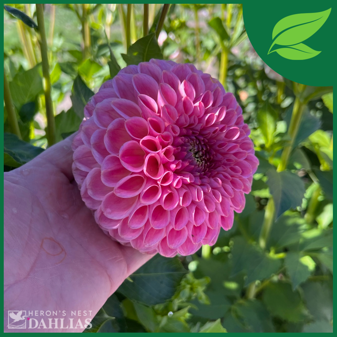 
                  
                    Clearview Peachy - POT TUBER
                  
                