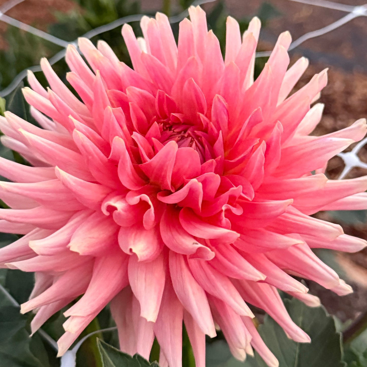 
                  
                    Bristol Karma Dahlia - Rooted Cutting
                  
                