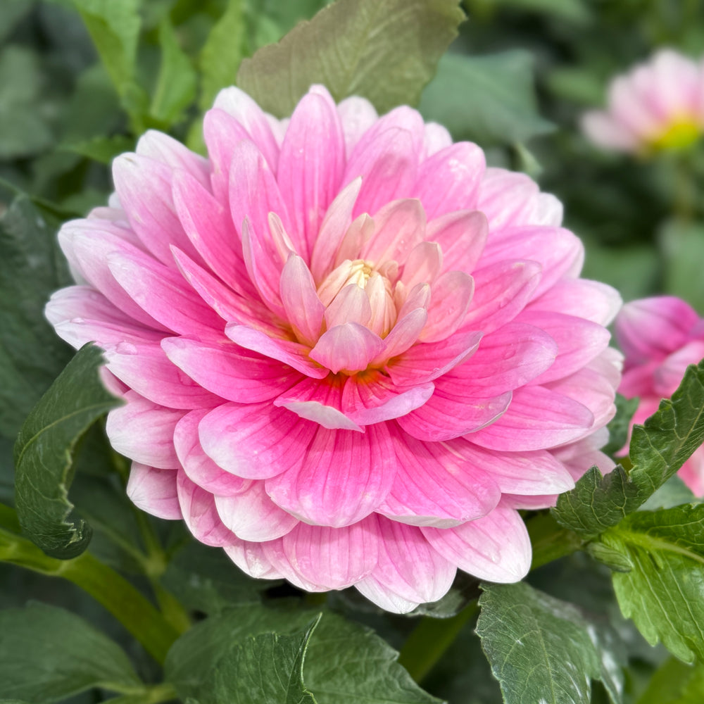 Hollyhill Pink Parfait Dahlia - Mini Clump