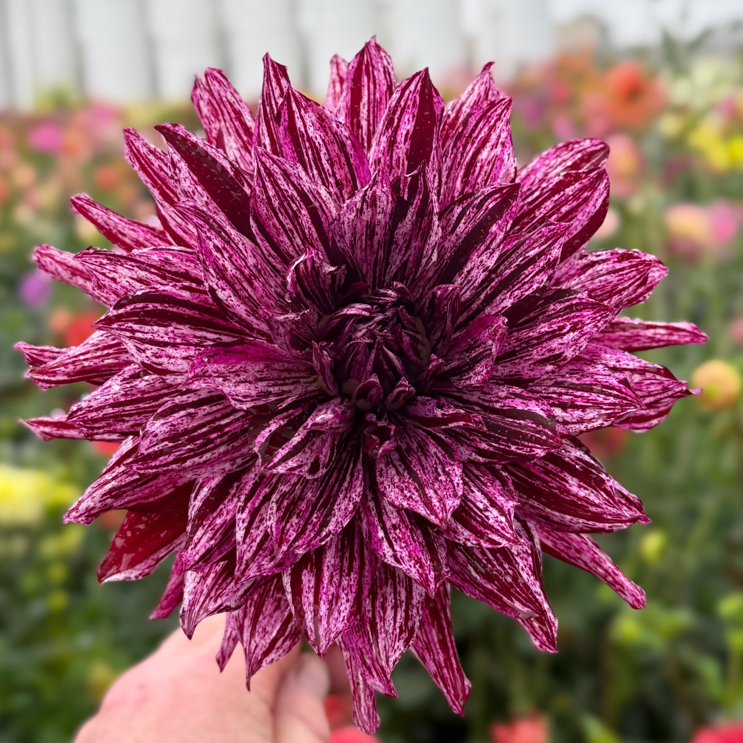 
                  
                    Hollyhill Bewitched - Rooted Cutting
                  
                