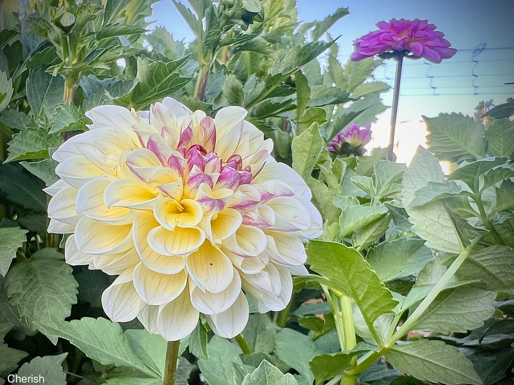 Cherish Dahlia - POT TUBER