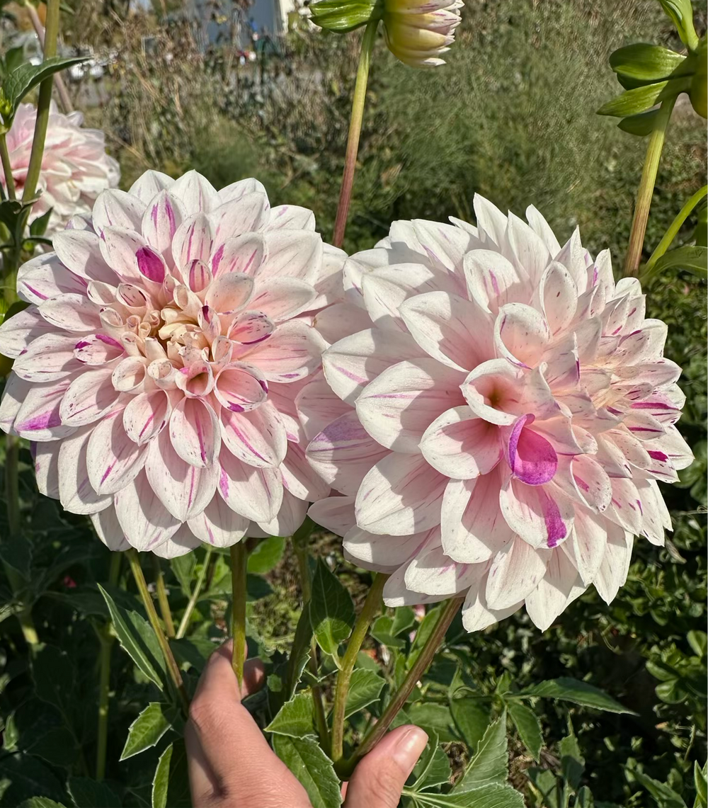 Hollyhill Fingerpaint Dahlia - Rooted Cutting