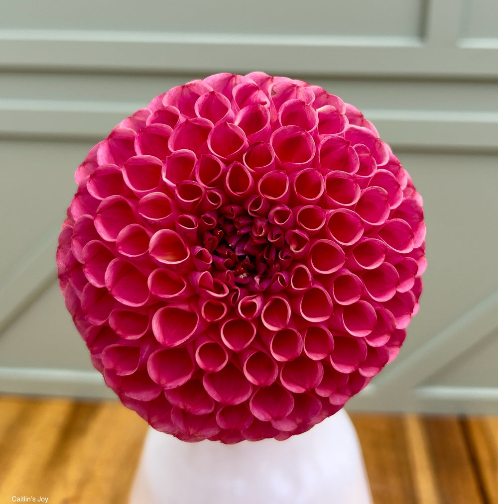 Hapet Coppery Dahlia - POT TUBER