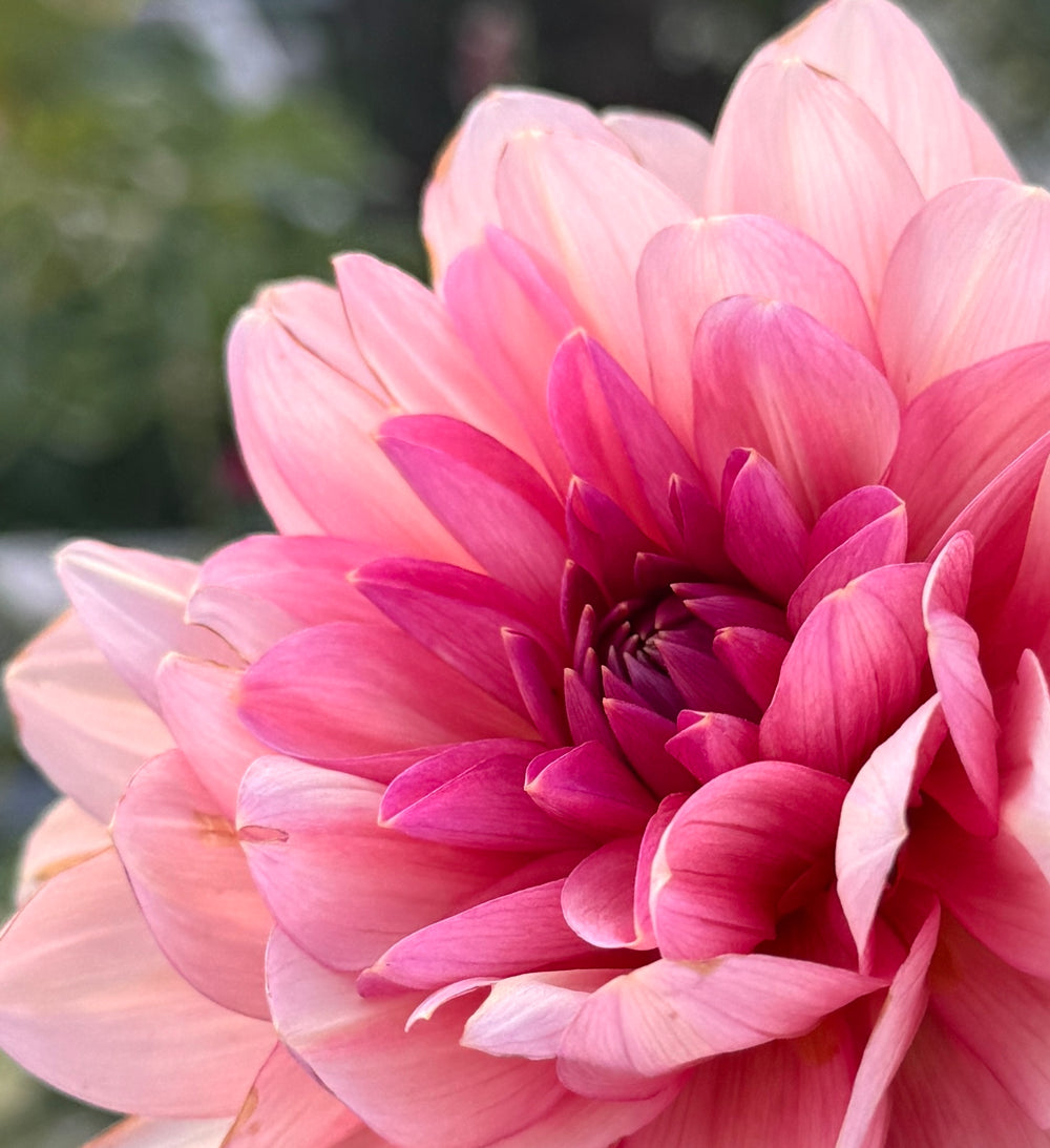 Sourire de Crozon Dahlia - Rooted Cutting