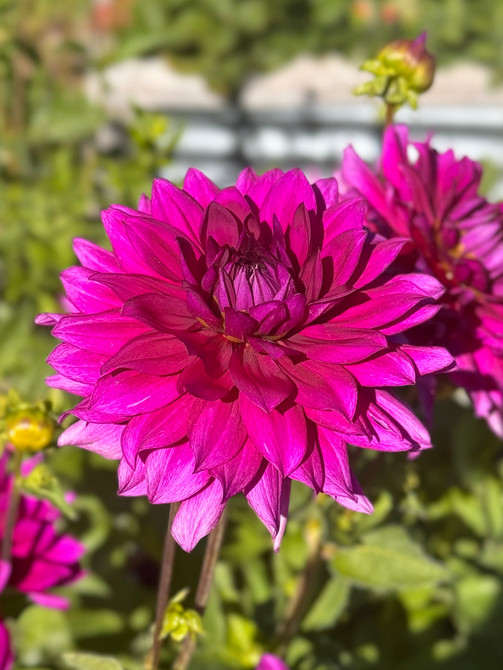 Berner Oberland Dahlia - Rooted Cutting