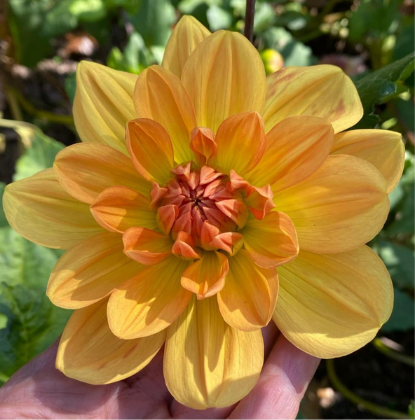 Hollyhill Honeygold - Rooted Cutting – Heron's Nest Dahlias