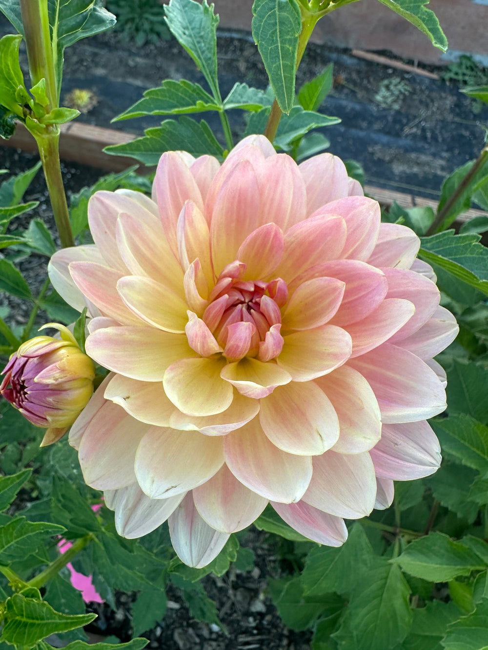 Chimacum Cathleen Dahlia - Rooted Cutting