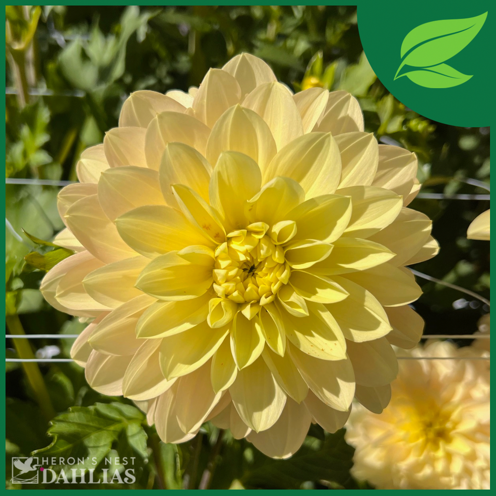 Day Dreamer Dahlia - Rooted Cutting