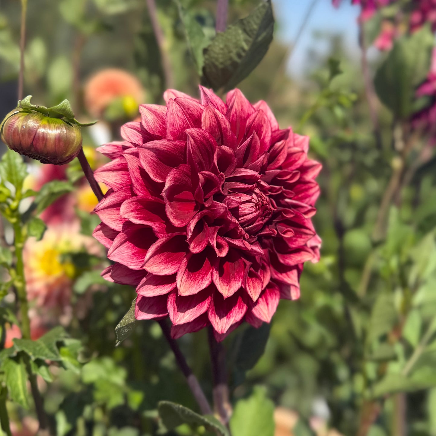 
                  
                    Bloomquist York - Rooted Cutting
                  
                