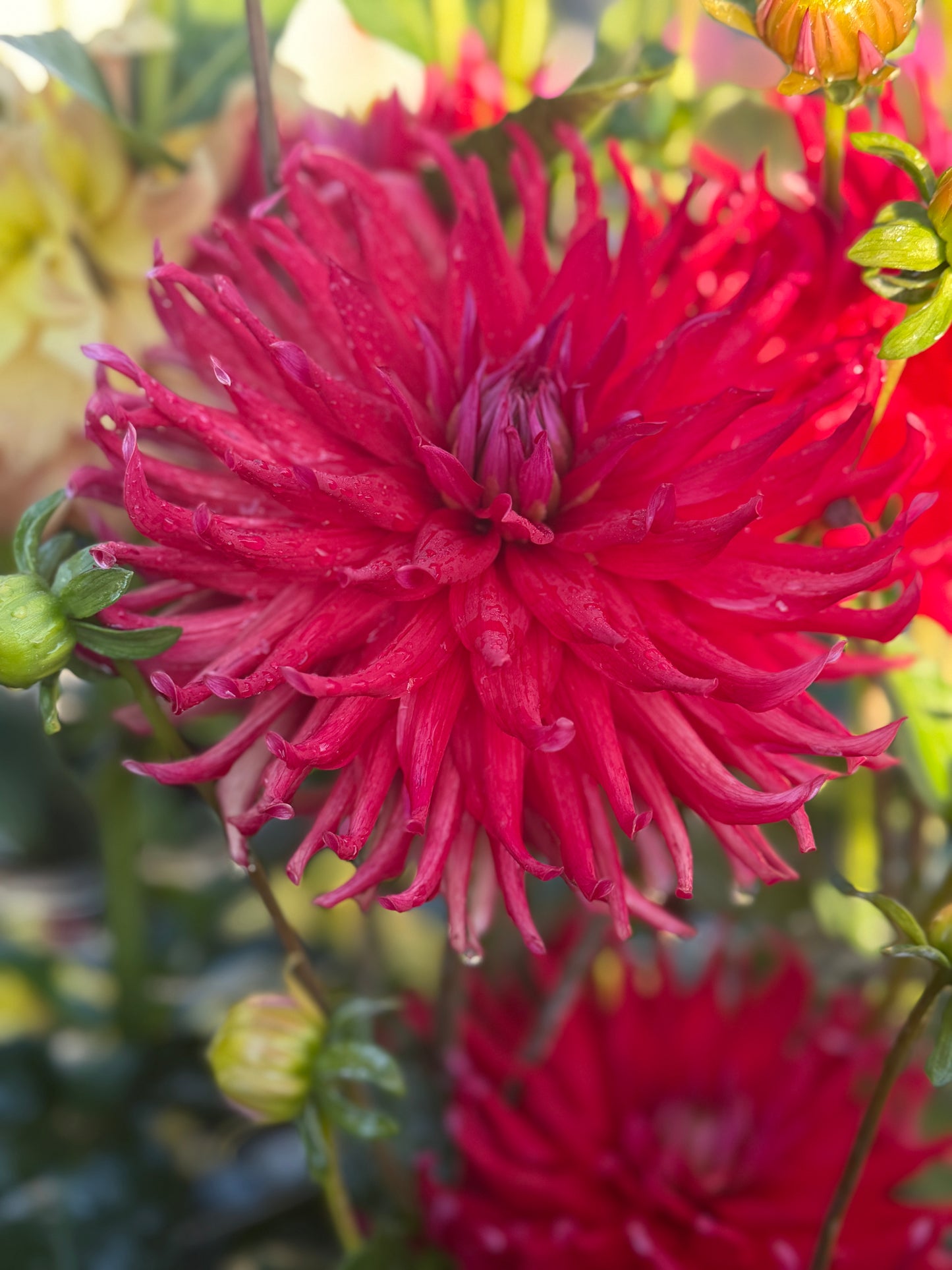 
                  
                    Clearview Danielle - Tuber
                  
                