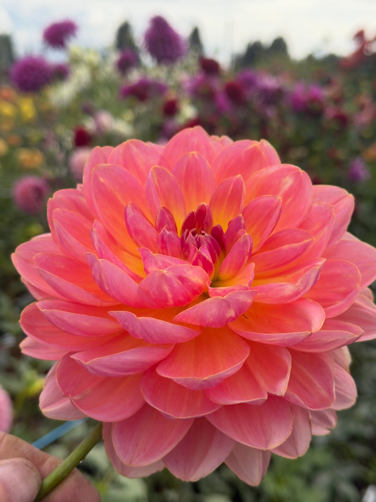 
                  
                    Carolyn Wagner - Tuber
                  
                