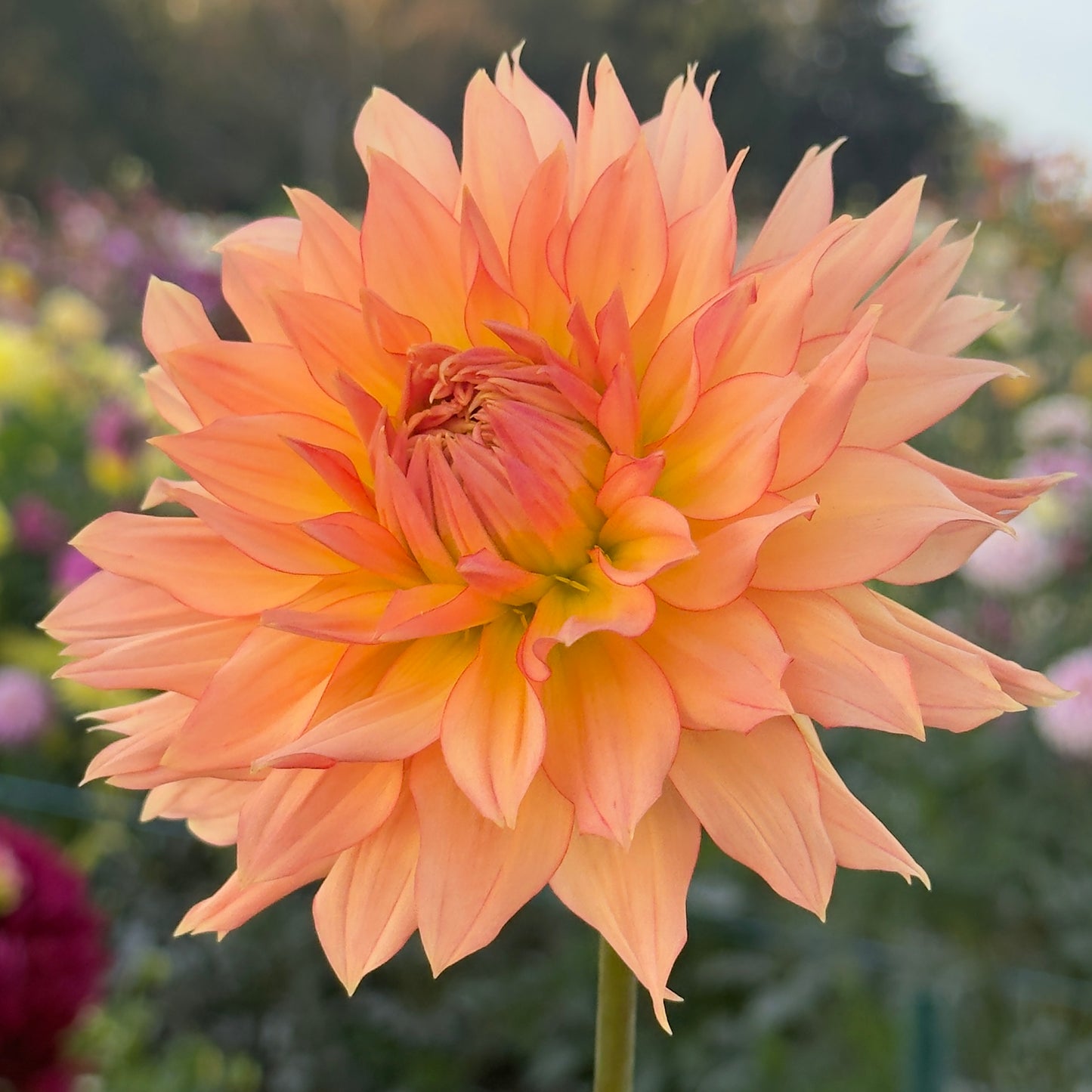 
                  
                    Arizona Dahlia - Rooted Cutting
                  
                