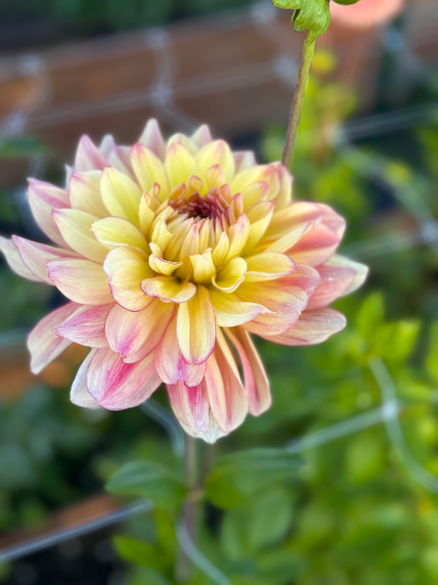 
                  
                    Bubbling Over Dahlia - POT TUBER
                  
                