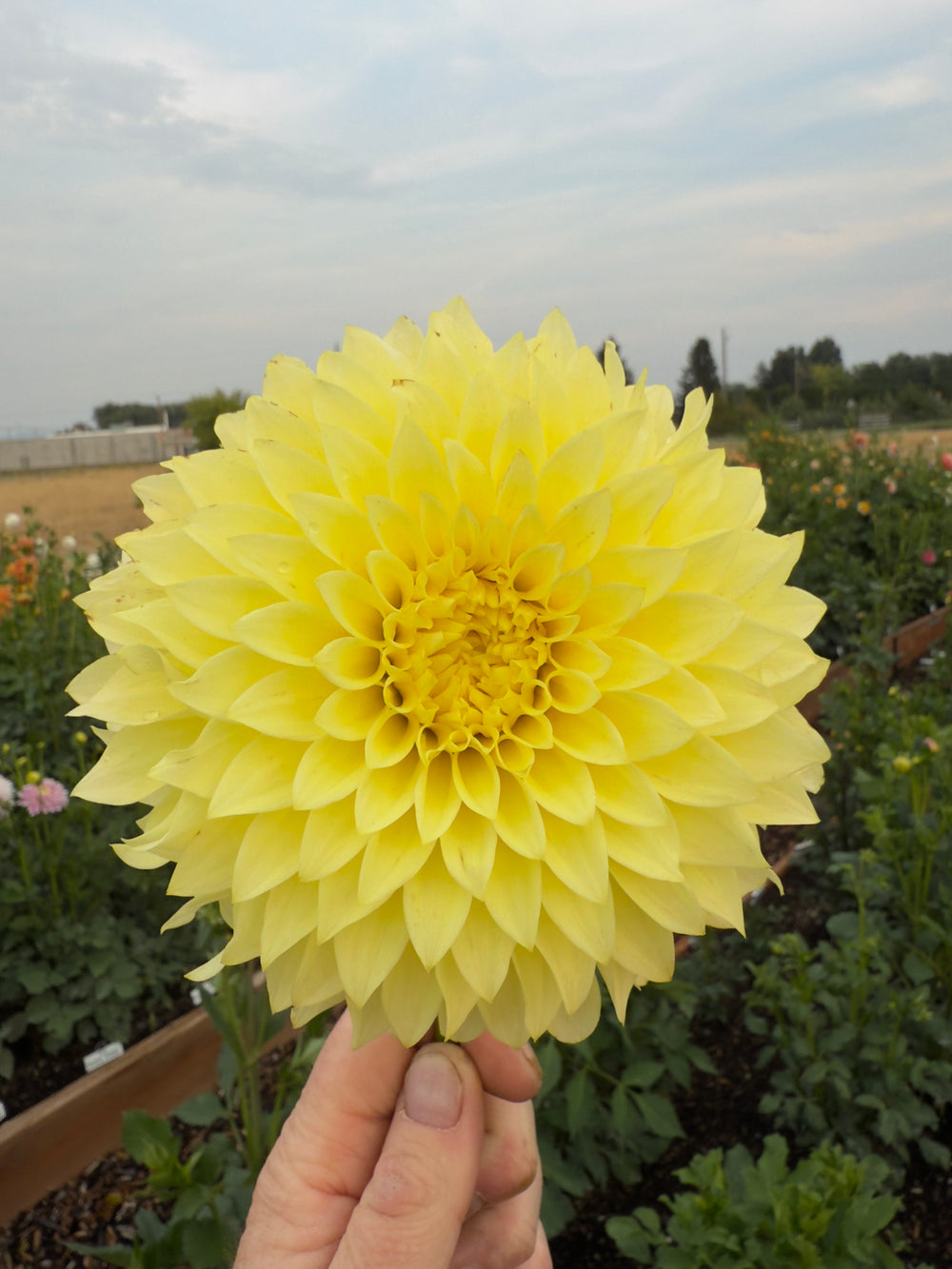 Clearview Del Sol Dahlia - Mini Clump