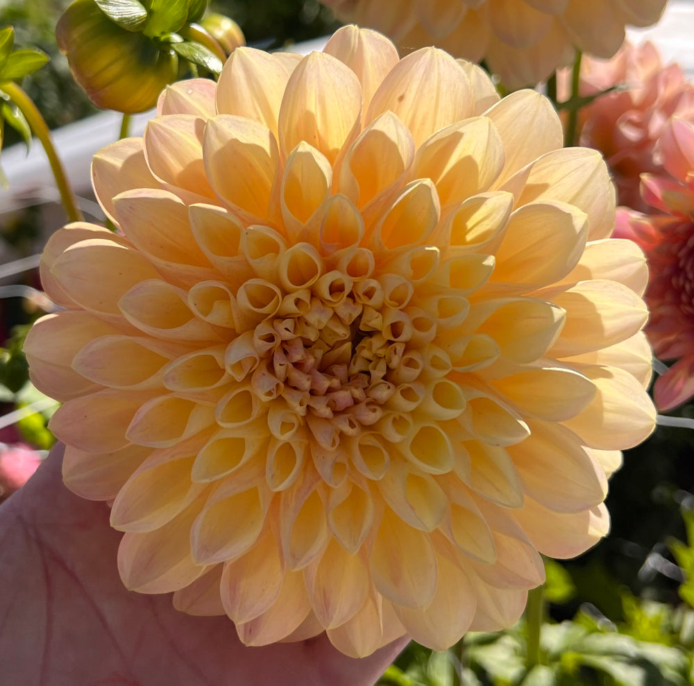 Honey Dew Dahlia - POT TUBER
