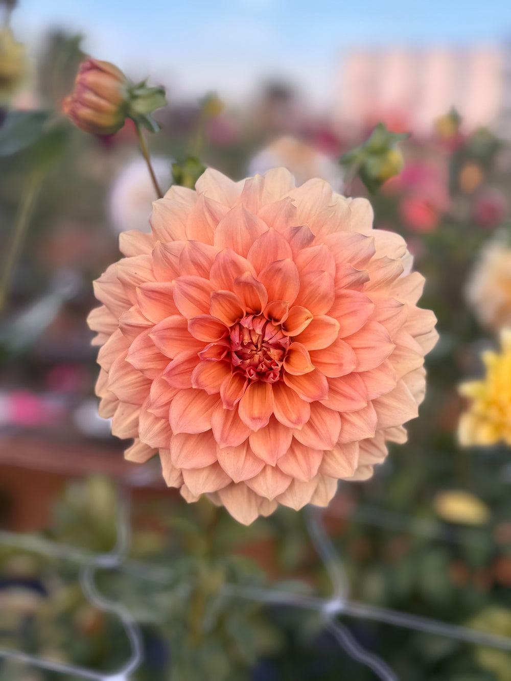 Peach Bud Dahlia - Rooted Cutting