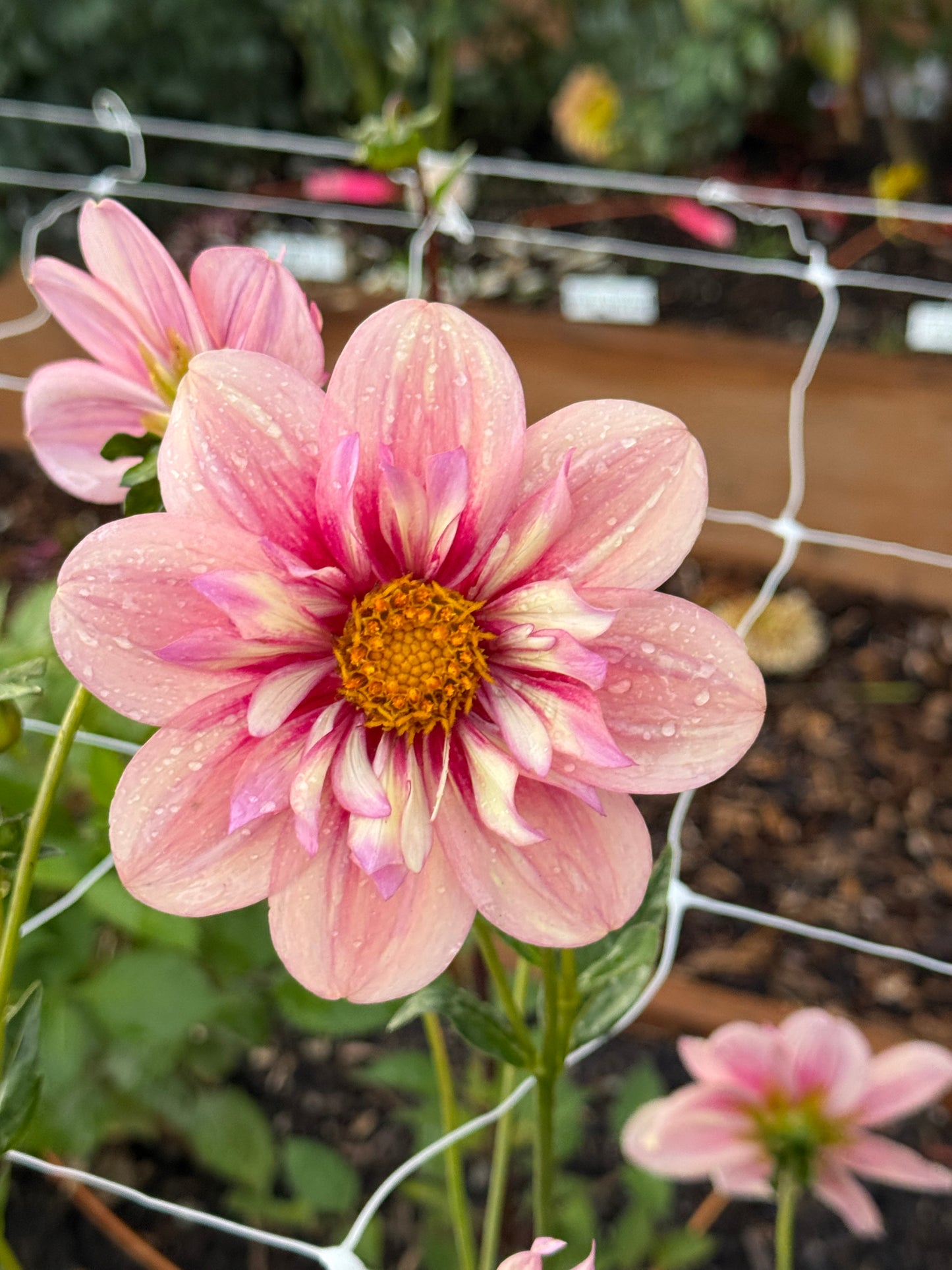 
                  
                    Rhubarb and Custard - Rooted Cutting
                  
                