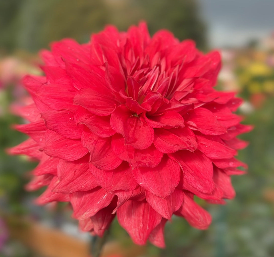 
                  
                    Camano Crash - Rooted Cutting
                  
                