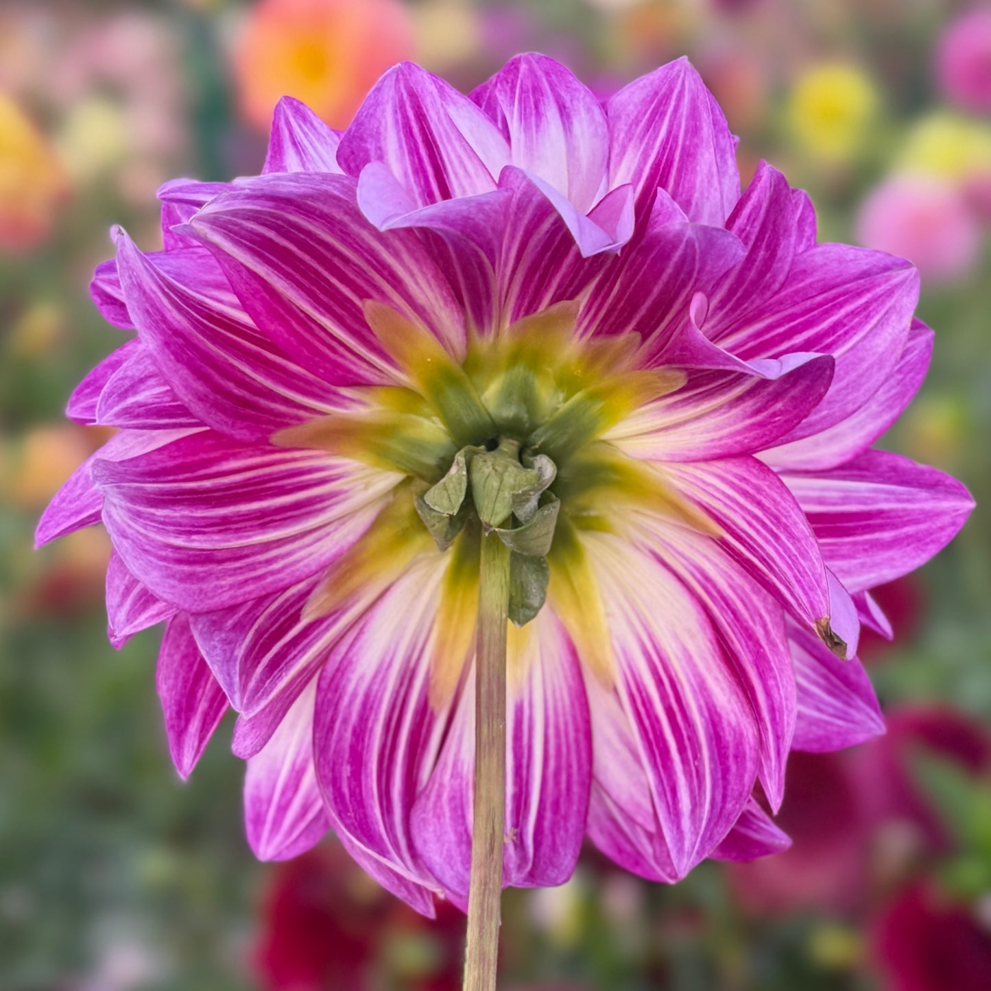 
                  
                    RC Diane Brazil Dahlia - Rooted Cuttings
                  
                