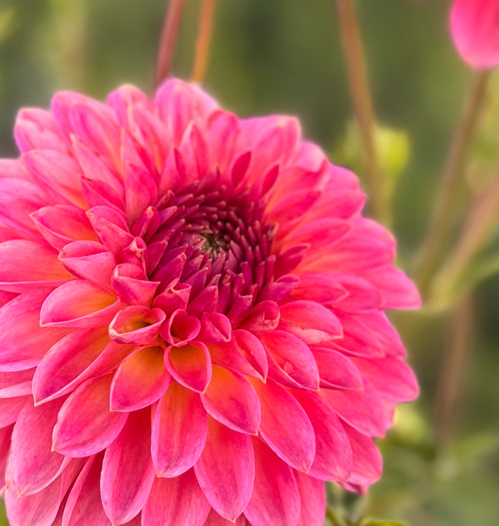 Camano Roo Dahlia - Rooted Cutting