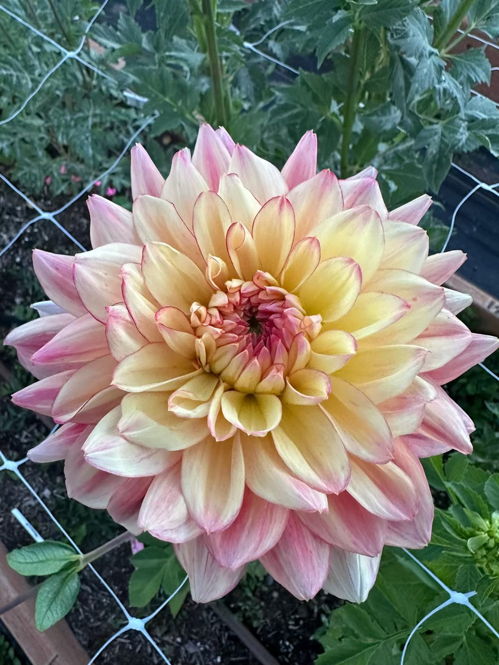 Bubbling Over Dahlia - POT TUBER