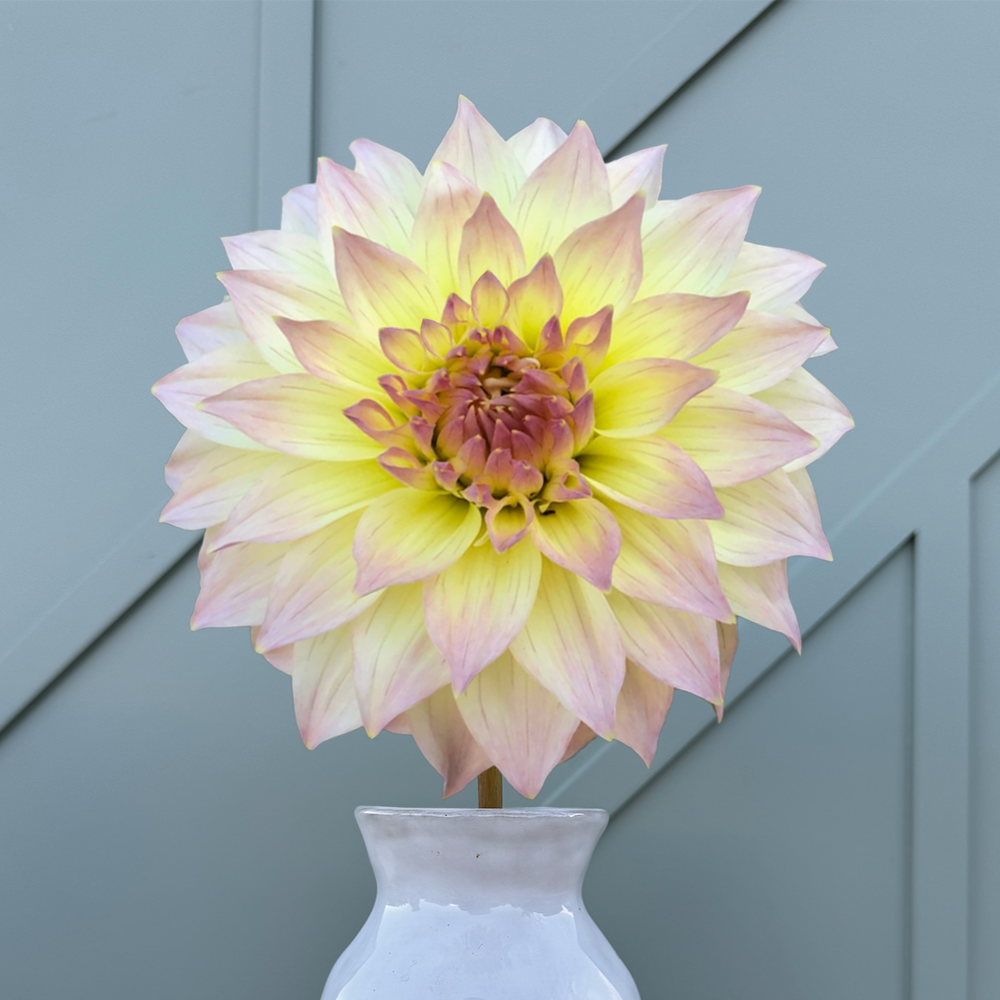 Bloomquist Cream Dahlia - Rooted Cutting