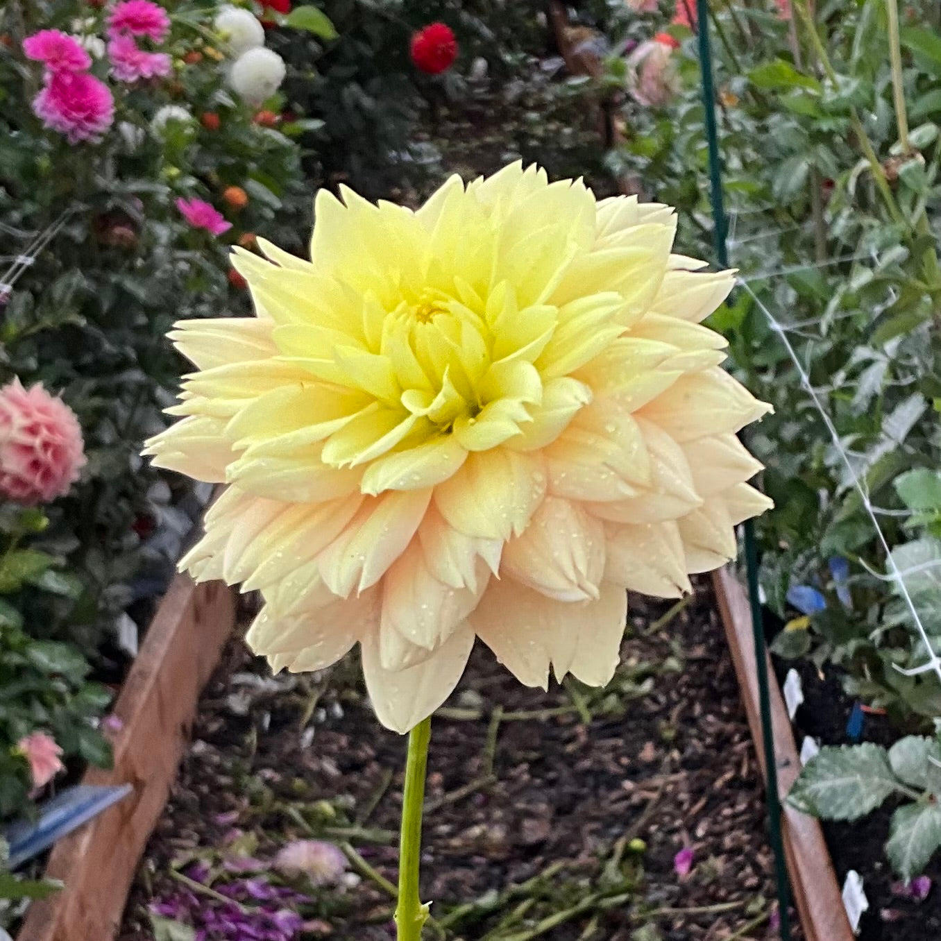 
                  
                    Kathleen - Rooted Cutting
                  
                