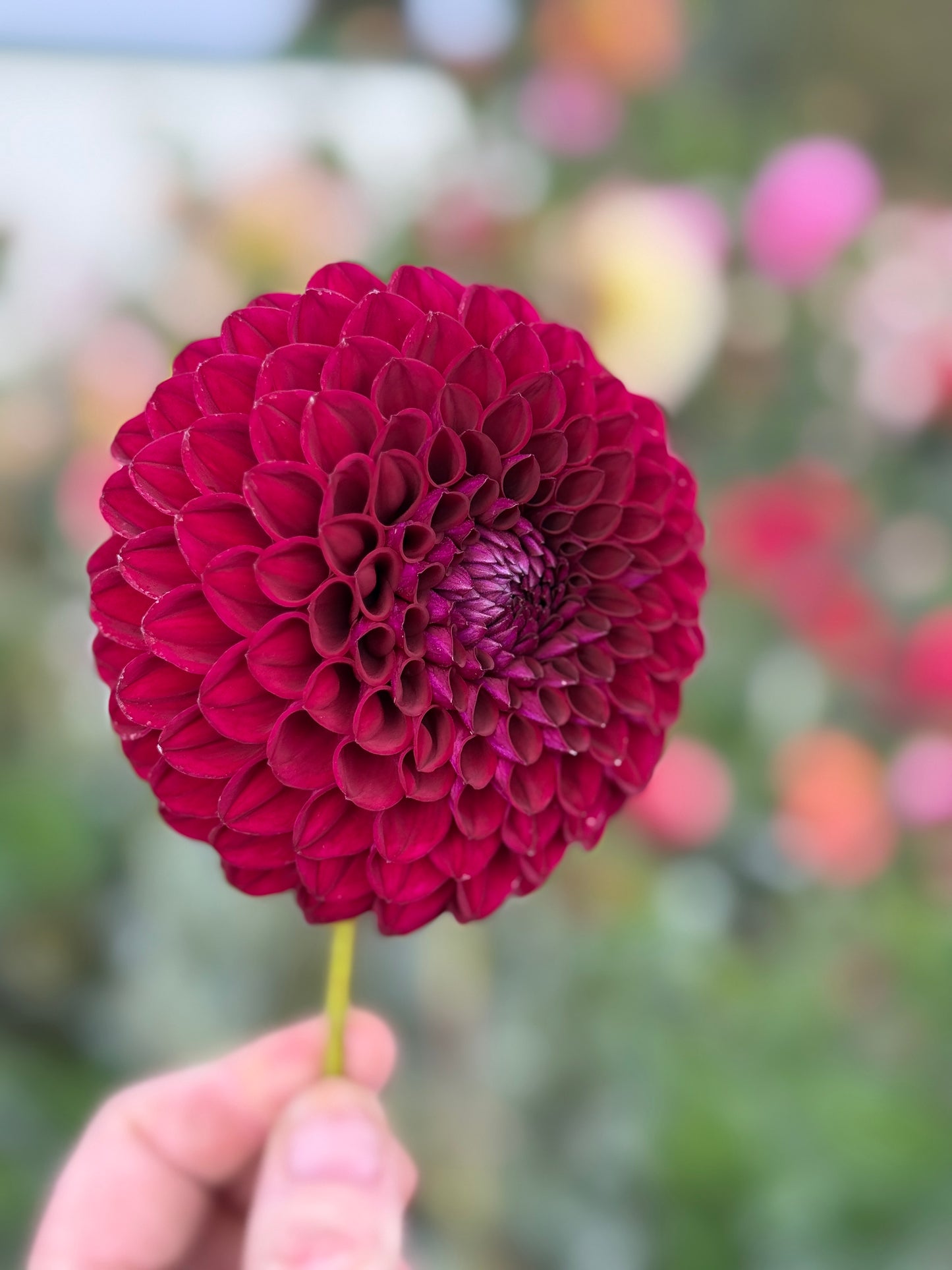 
                  
                    Barbarry Drum - Tuber
                  
                