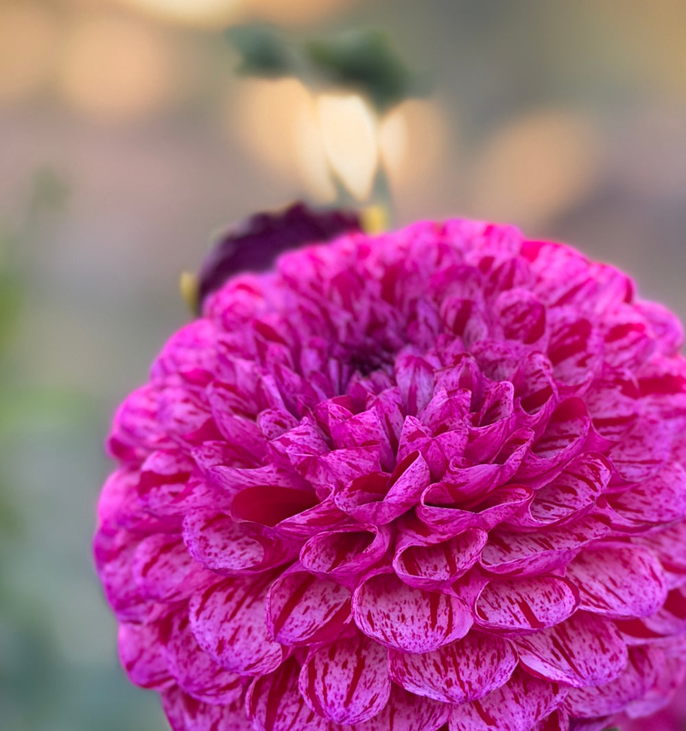 AC White Rabbit Dahlia - Rooted Cutting