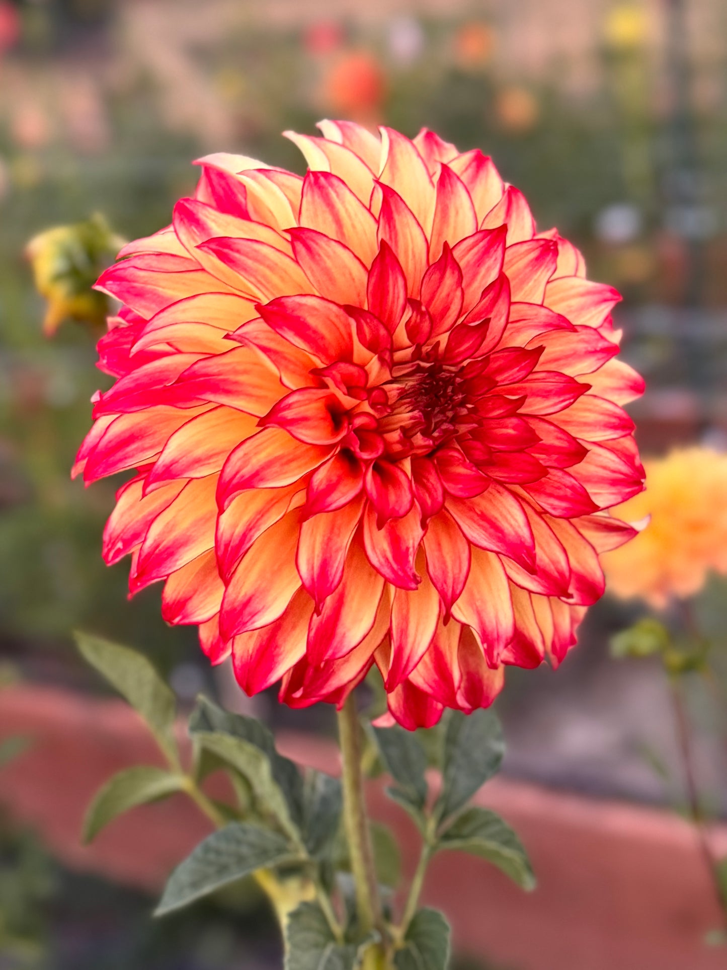 
                  
                    Lady Darlene  - Tuber
                  
                