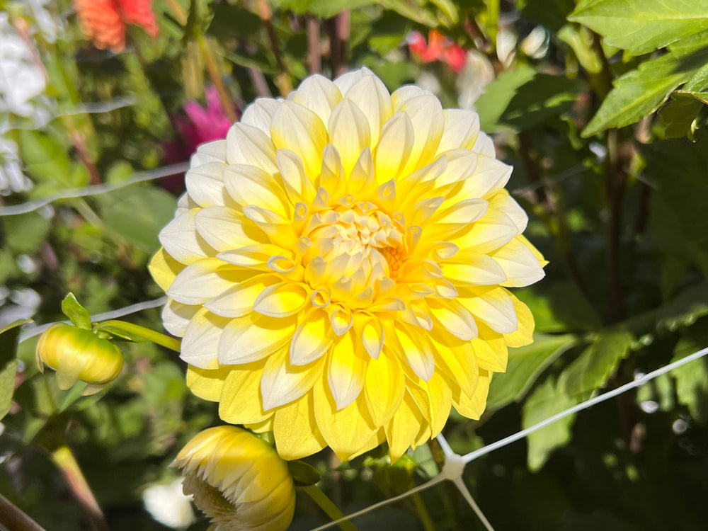 OVA-JO Dahlia - POT TUBER