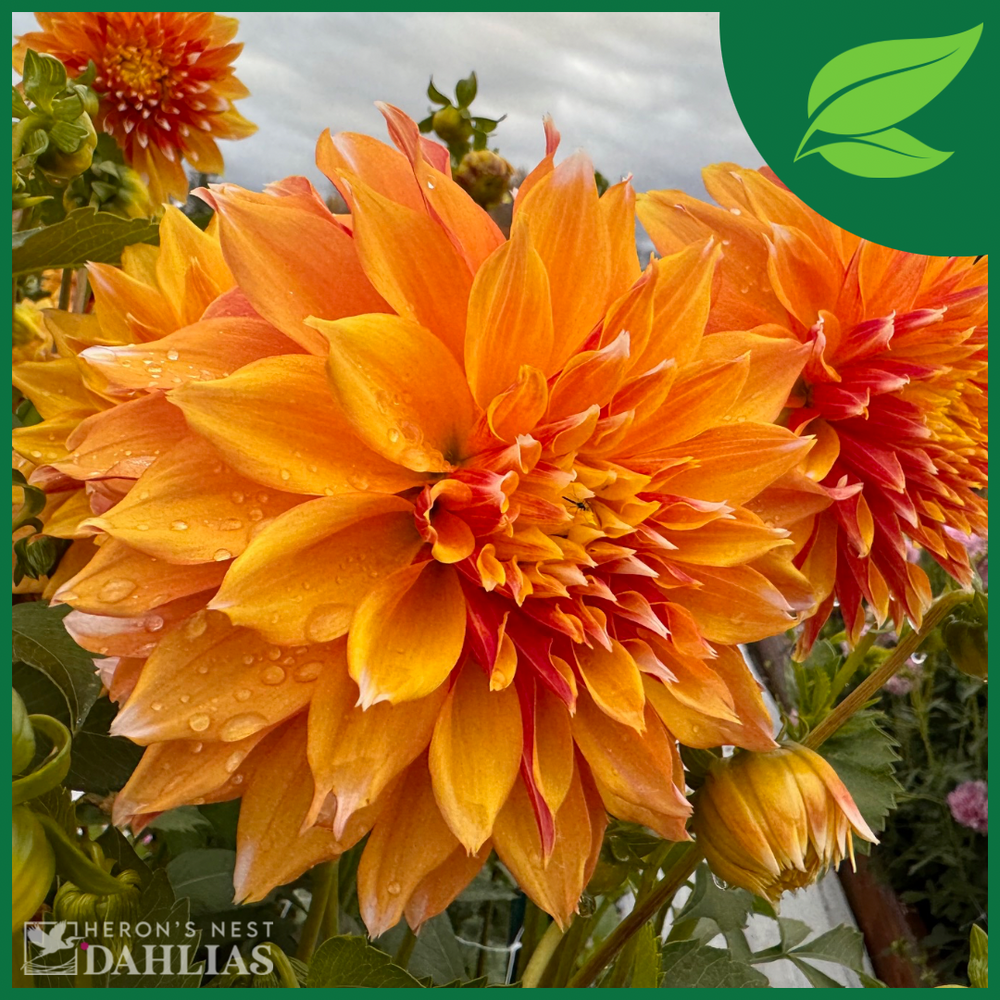 Bloomquist Candy Corn Dahlia - Rooted Cutting