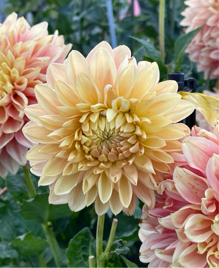 
                  
                    Barbarry Gateway Dahlia - Rooted Cutting
                  
                