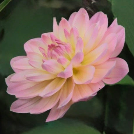 Janet Leigh Dahlia - Mini Clump