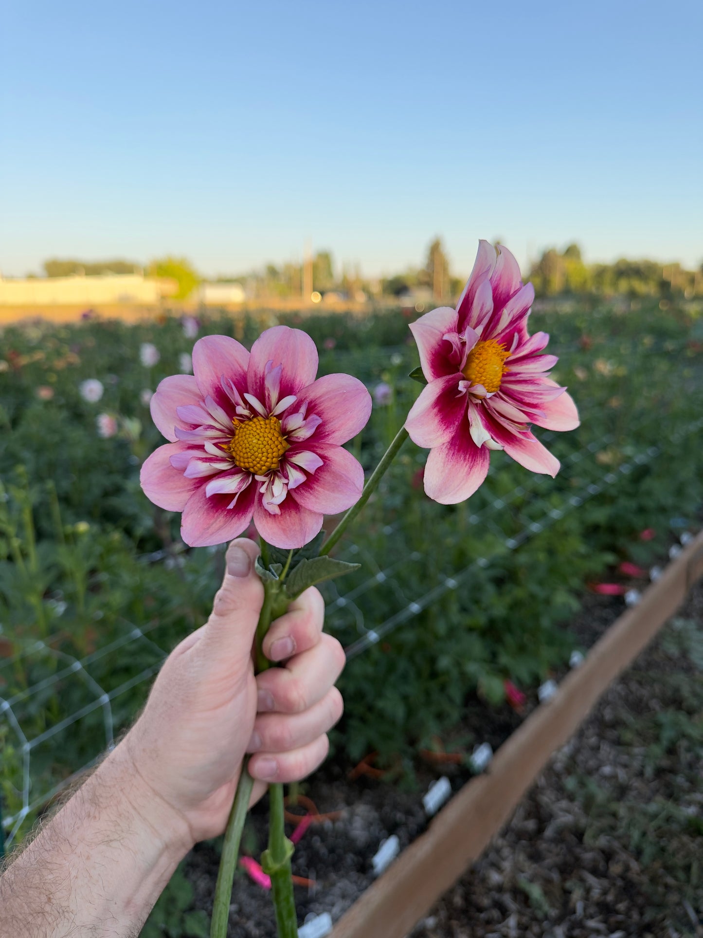 
                  
                    Rhubarb and Custard - Rooted Cutting
                  
                