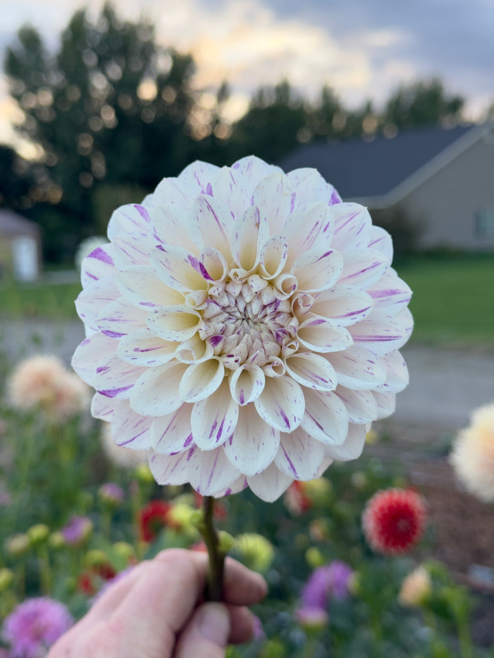Hollyhill Fingerpaint Dahlia - Mini Clump