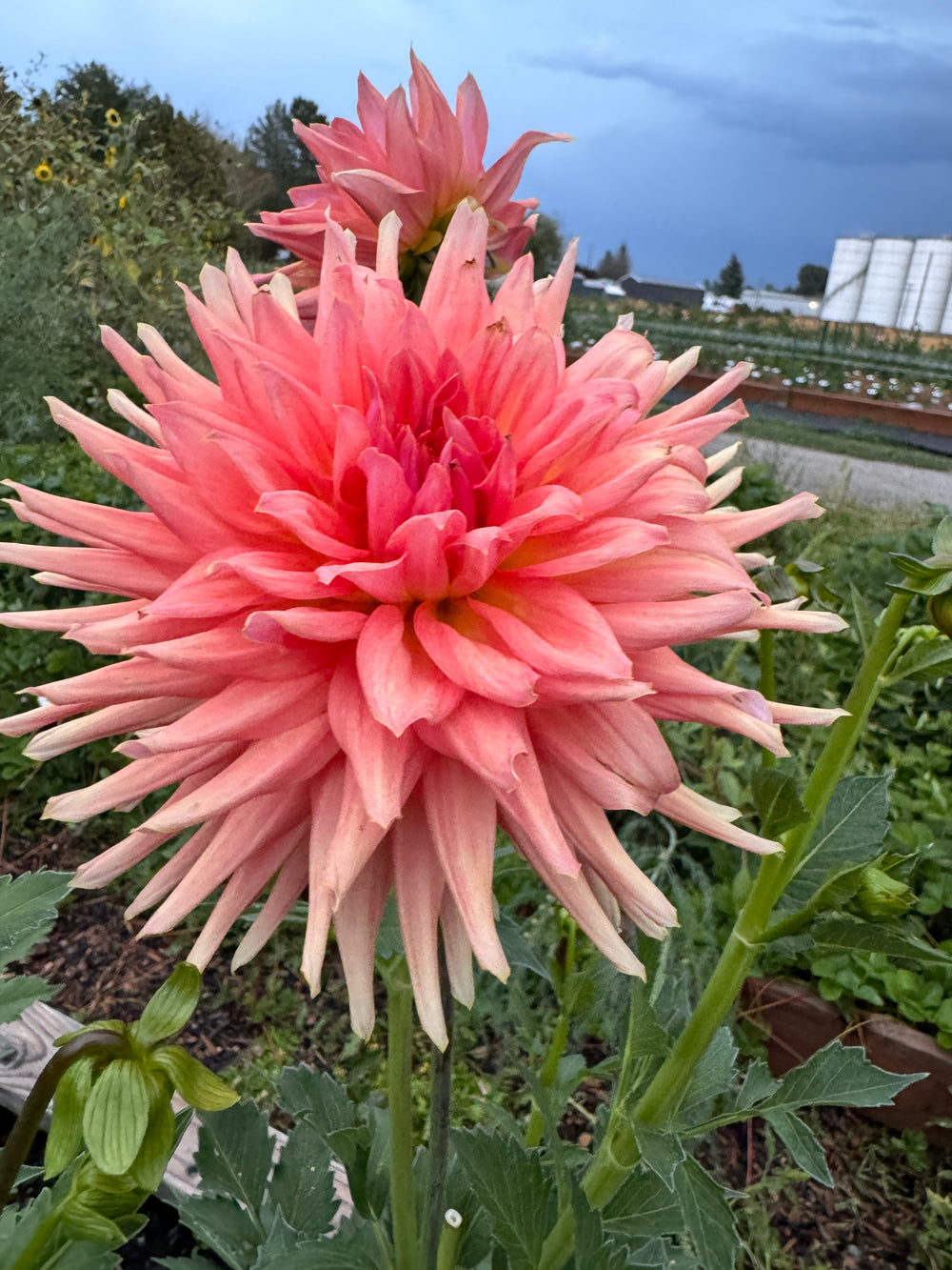 Clearview Frannie Dahlia - Mini Clump