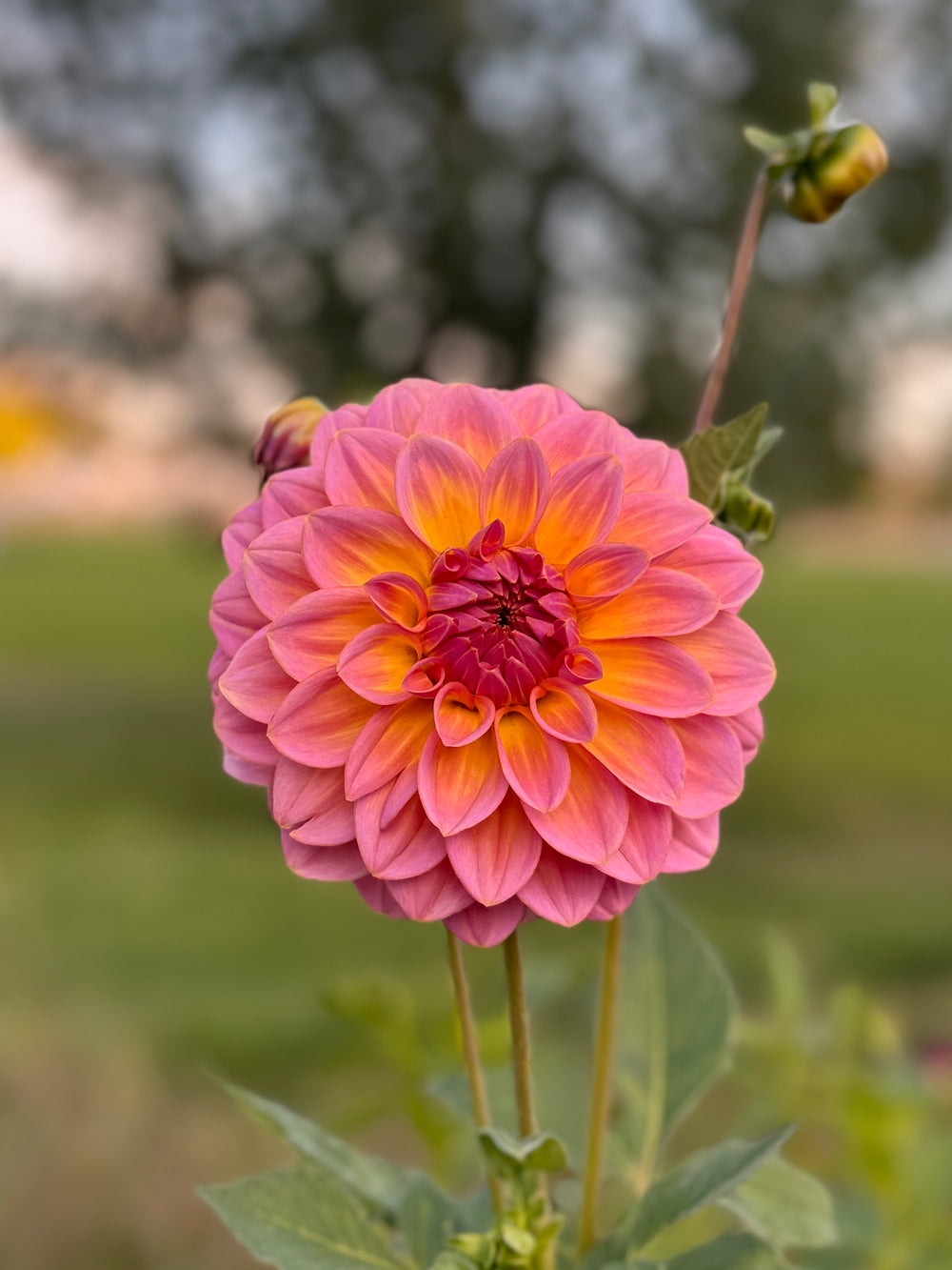 Bloomquist Dave Dahlia - POT TUBER