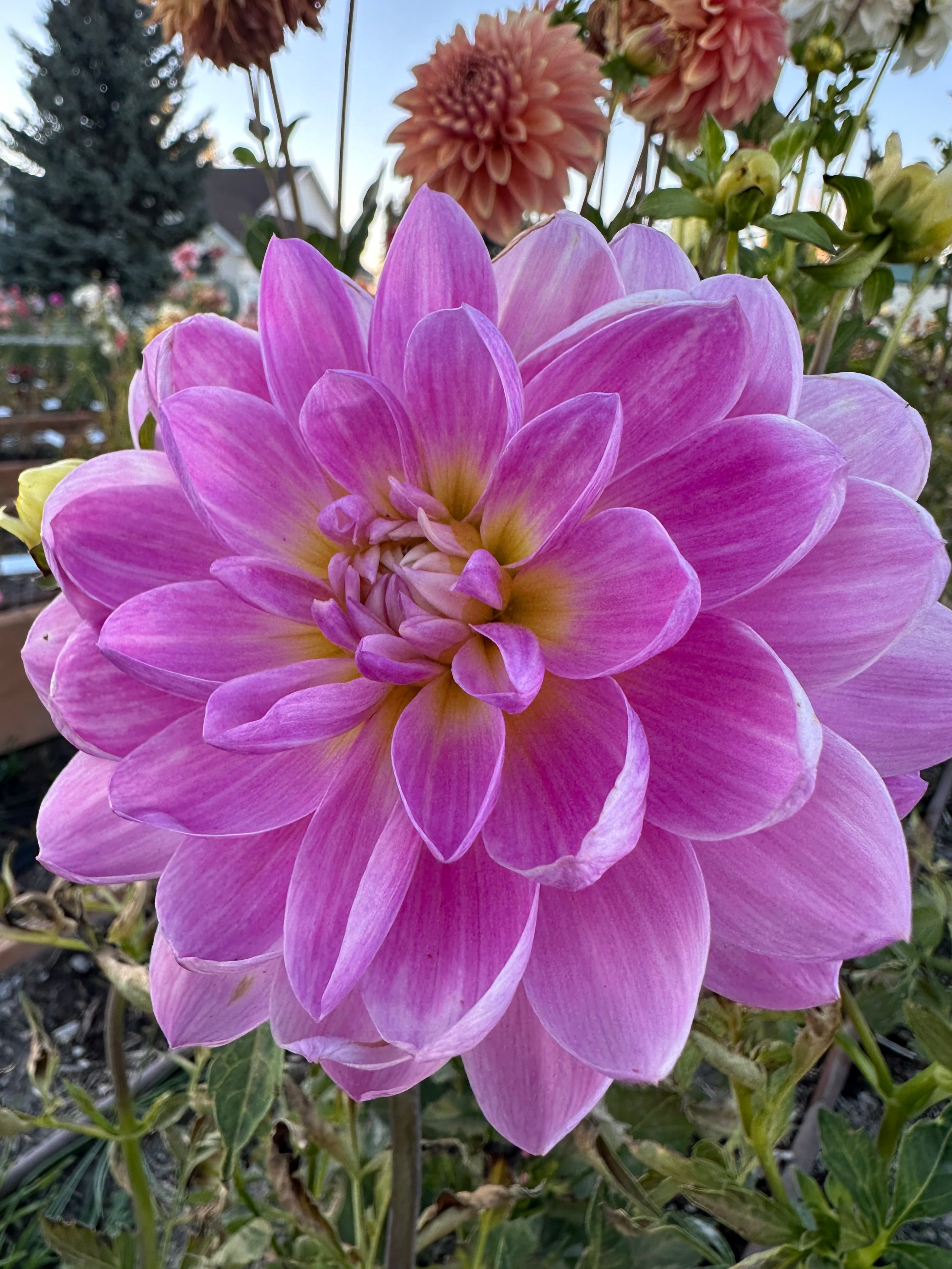 Maks Meredith - Tuber – Heron's Nest Dahlias