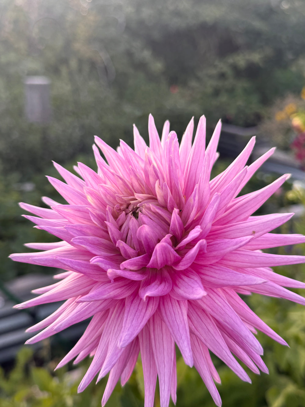 Clearview Carol Marie Dahlia - Rooted Cutting