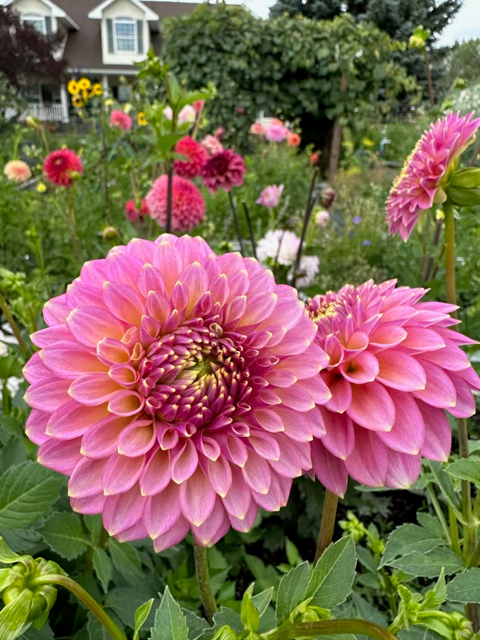 Skipley Spot of Gold Dahlia - Rooted Cutting