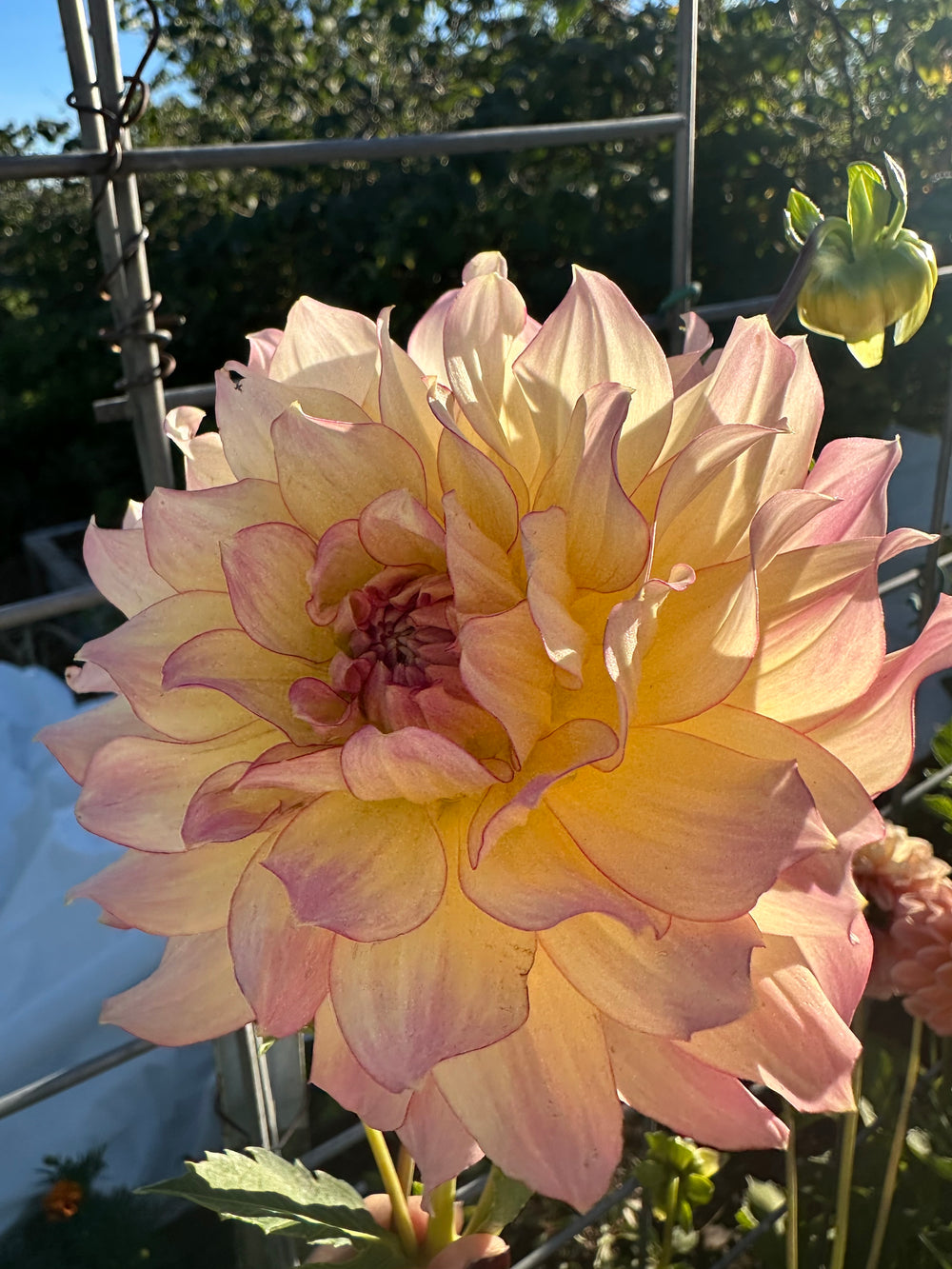 AC Twisp Dahlia - Rooted Cutting