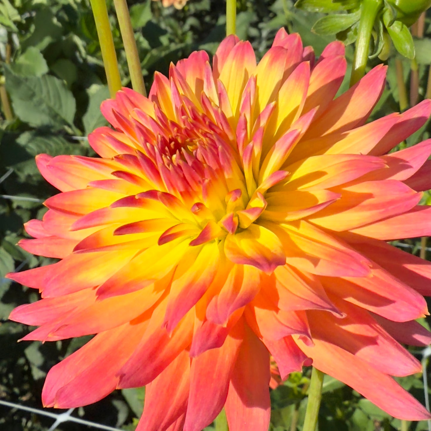 
                  
                    Camano Sitka - Rooted Cutting
                  
                