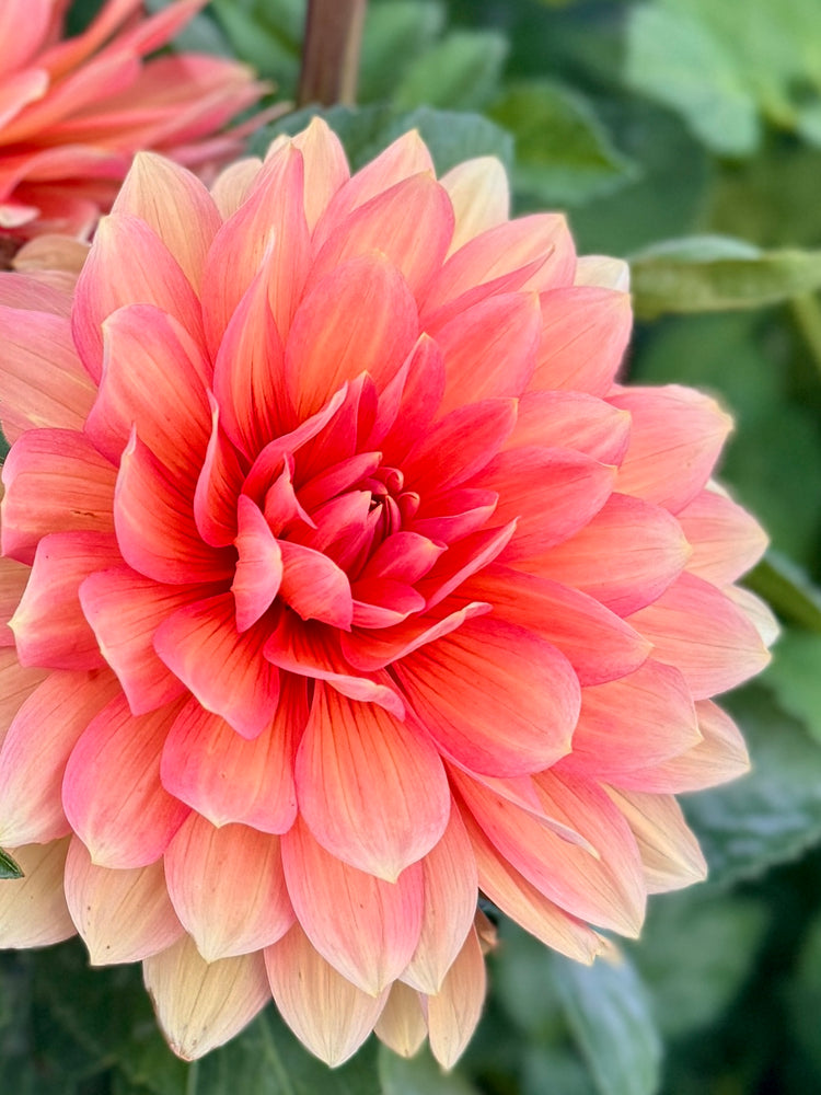 
                  
                    Nicholas - POT TUBER
                  
                