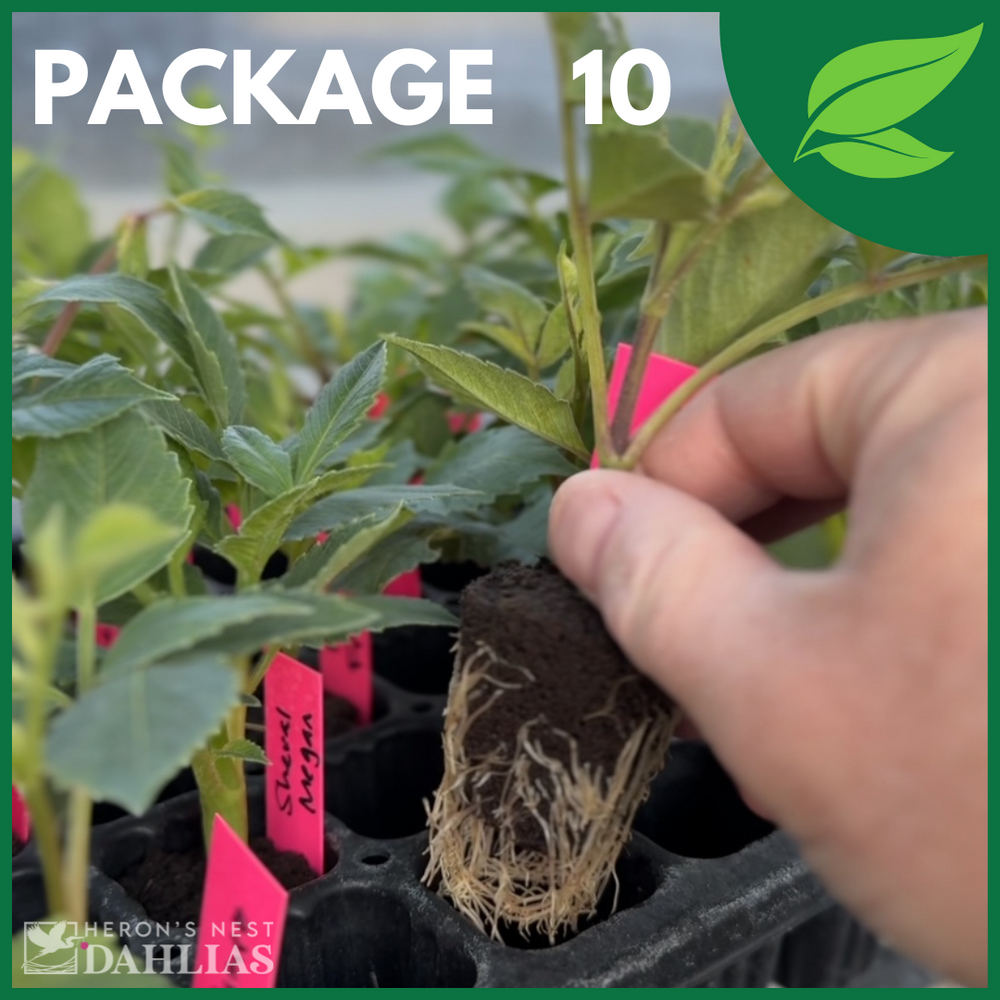 Package 10 - 6 Pack of Rooted Cuttings