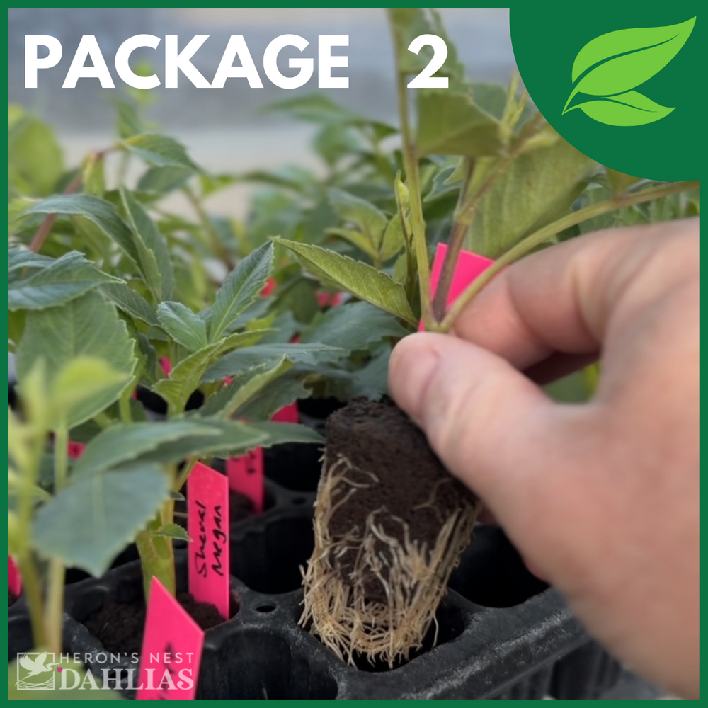 Package 02 - 6 Pack of Rooted Cuttings