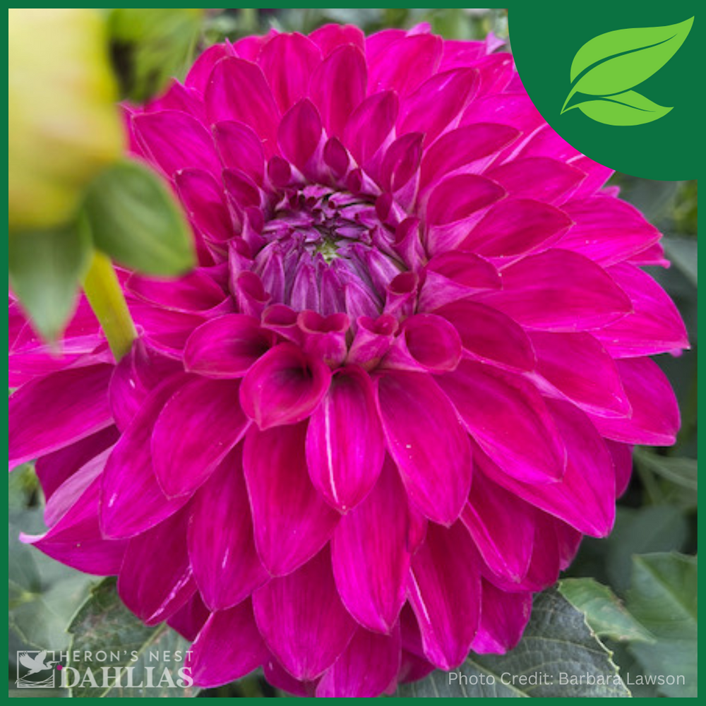 AC Tweedly Dum Dahlia - POT TUBER