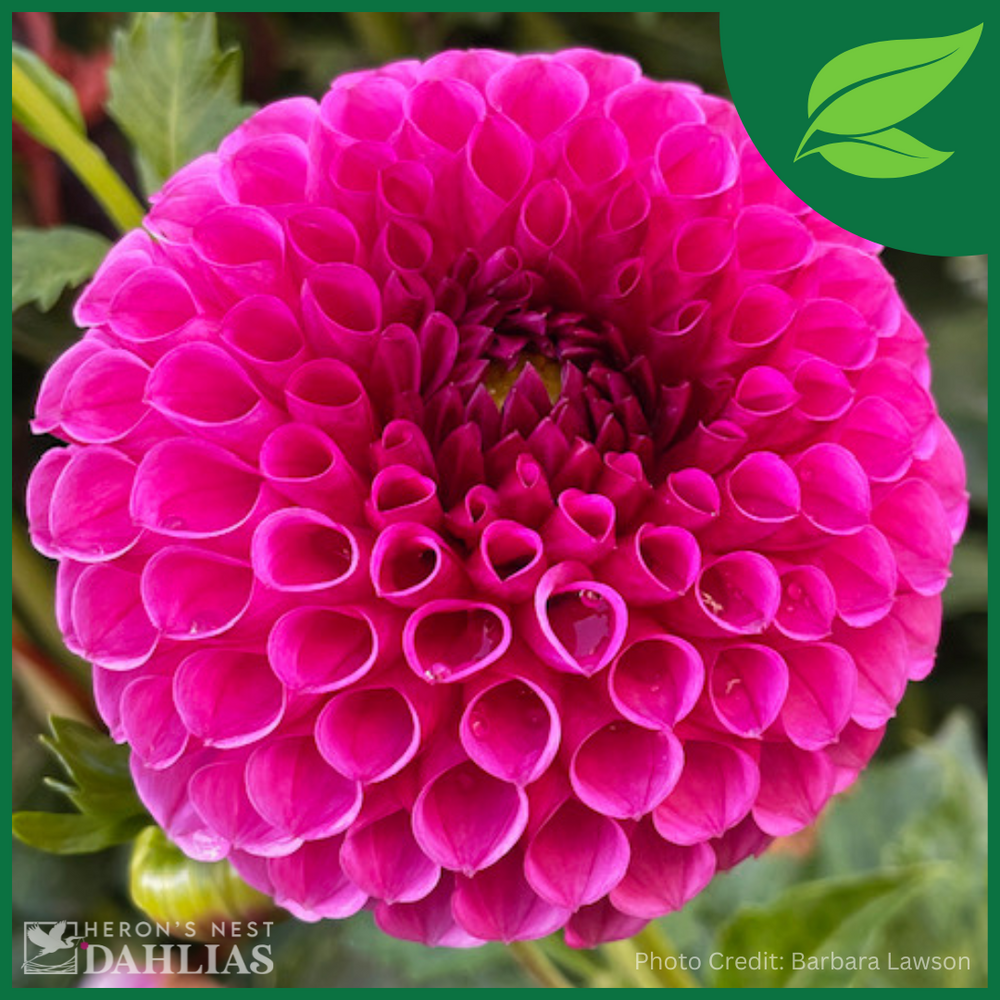 Tahoma April - POT TUBER